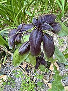 Ocimum basilicum, Tashkent.jpg