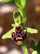 Ophrys umbilicata