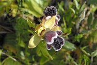 Ophrys fleischmannii