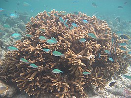 Acropora austera