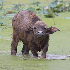 Bufflon d'Asie à Don Det.