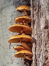 sheathed woodtuft Kuehneromyces mutabilis