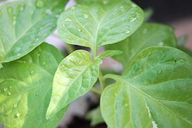 Ghost pepper leaf, about 30-day-old plant