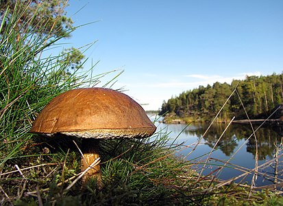 Leccinum scabrum (Rough-stemmed Bolete) Image is also a Featured picture of Finland