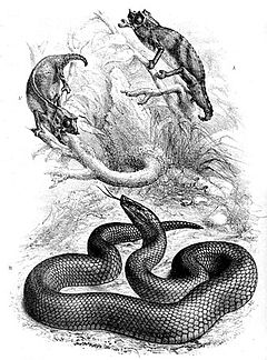 Description de l'image Bothrolycus ater.jpg.