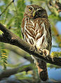 Ferruginous pygmy owl