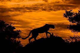 Acinonyx jubatus (Cheetah)