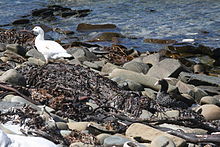 Chloephaga hybrida -East Falkland -pair-8b.jpg