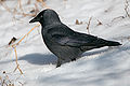 Kauw (Corvus monedula, ook Coloeus monedula)