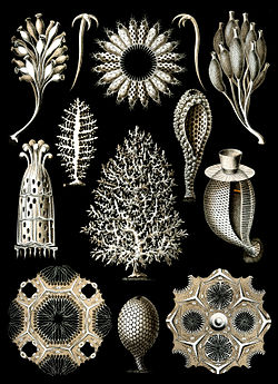 Calcispongiae de la verko de Ernst Haeckel Kunstformen der Natur, 1904