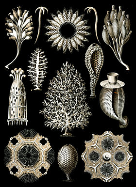 "Calcispongiae" do livro, de Ernst Haeckel, Kunstformen der Natur de 1904.