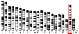 X chromosome (mouse)