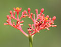 Flowers in Hyderabad, India.