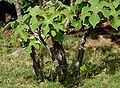 Trunk in Hyderabad, India.