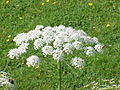 Laserpicium latifolium (umbella dupla)