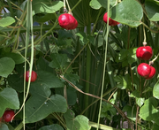 Red fruits