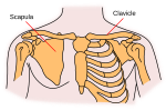 SVG-bestand