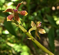 Prosthechea farfanii