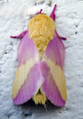 عثة درايوكامبا روبيكوندا Rosy Maple Moth