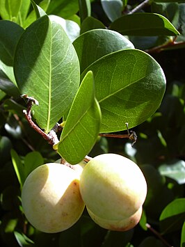 Chrysobalanaceae