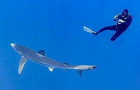 Tiburón azul (Prionace glauca) y submarinista, canal Fayal-Pico, islas Azores, Portugal, 2020-07-27, DD 08