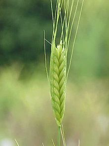 Triticum monococcum0.jpg