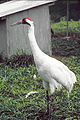 Whooping crane