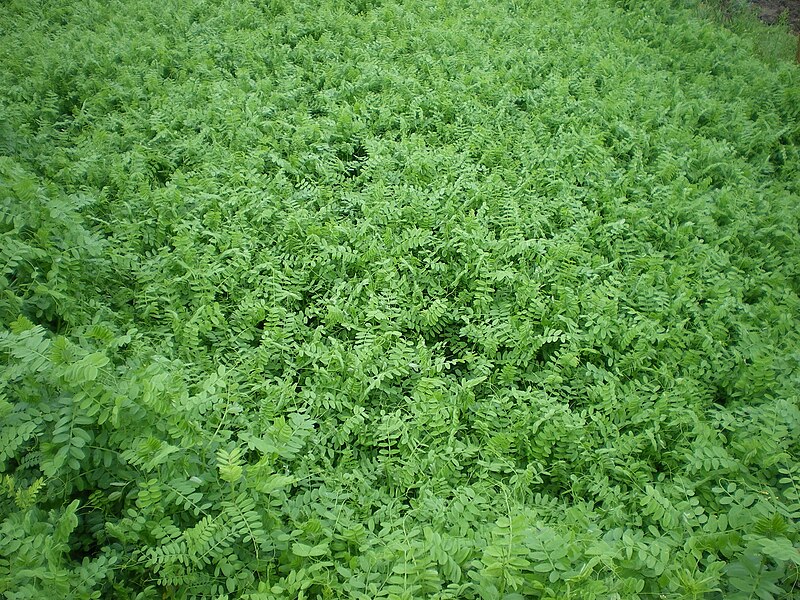 File:Wicken als Gründüngung..JPG