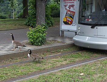 Foto: Nilgänse in der Stadt