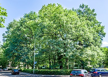 A green tree in June, Germany (Naturdenkmal in Freiburg im Breisgau) aufgenommen am 1. Juni 2018.