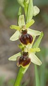 Ophrys araneola