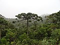 Brazilian Paraná pine (Araucaria angustifolia) and local Atlantic Forest habitat, in Campos do Jordão municipality