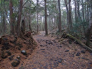 Ścieżka w lesie Aokigahara