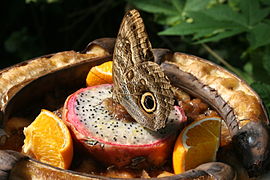 Caligo sp. (Owl Butterfly)