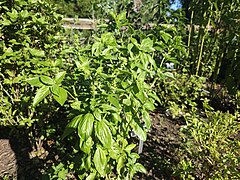 Basil plant Meadowbrook Park.jpg