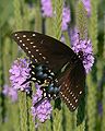 Papilio polyxenes (Black Swallowtail)