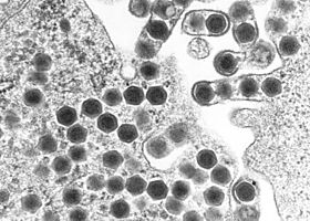 Eletromicrografia de um corpo de inclusão de um nucleopolyhedrovirus.