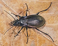 Carabus nemoralis ♀