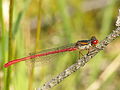 Ceriagrion tenellum mascle