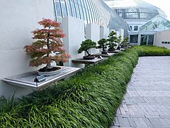 Bonsai trees on display