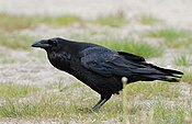 Roave (Corvus corax)