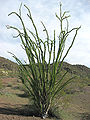 Fouquieria splendens