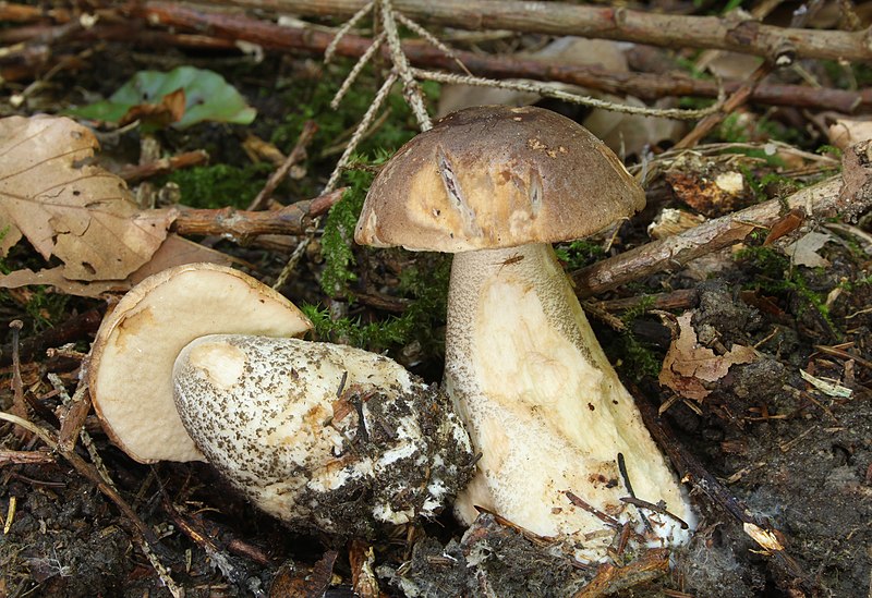 File:Gemeine Birkenpilz Leccinum scabrum.jpg