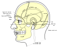 Side view of head, showing surface relations of bones.