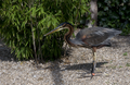 Een purperreiger in het vogelpark