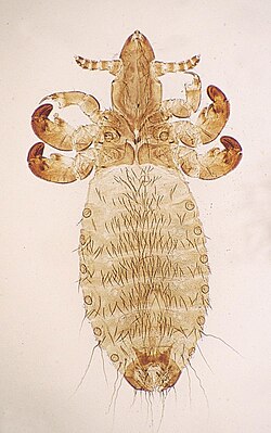 Linognathus vituli