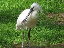 Skestork (Platalea leucorodia)