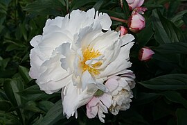 Paeonia lactiflora 'James Kelway', semi-double flowered