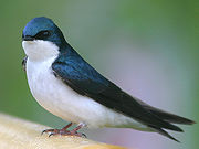 Oreneta bicolor (Tachycineta bicolor) fotografiada a Ontario, Canadà.