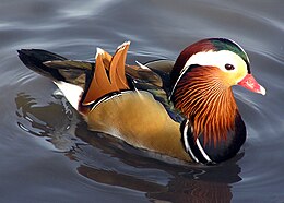 Mandarinréce (Aix galericulata)